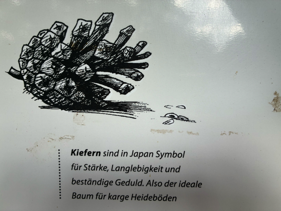Kieferzapfen Kieferzapfen